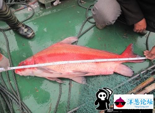 南京渔民捕获1米多长“胭脂鱼王” 已就地放生(3)