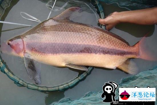 南京渔民捕获1米多长“胭脂鱼王” 已就地放生(2)