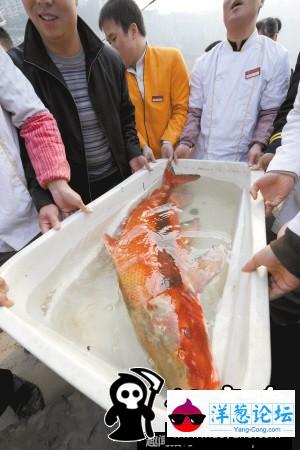 南京渔民捕获1米多长“胭脂鱼王” 已就地放生(1)