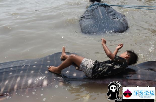 印尼渔民捕获鲸鲨 成孩子玩具(1)