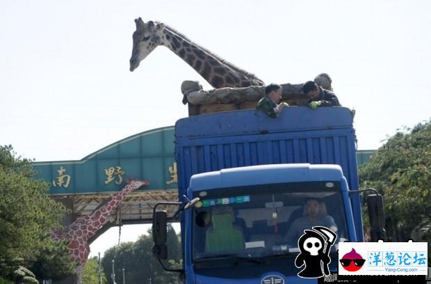 济南长颈鹿搬家 工作人员挑电线保障安全(6)