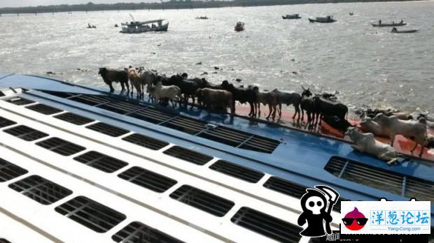 巴西运牛船倾覆 5000头牛落水(2)