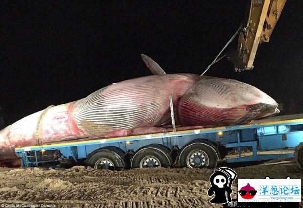 20吨重鲸鱼搁浅爱尔兰岛海滩(1)