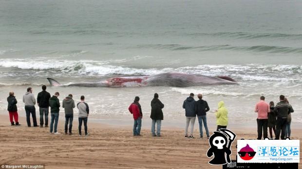 20吨重鲸鱼搁浅爱尔兰岛海滩(5)