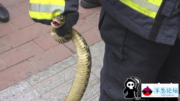 1米多长大蛇受惊钻入警车(6)