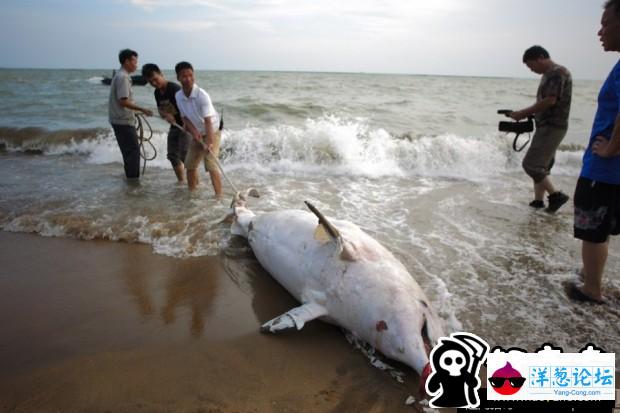 深圳一白海豚受伤后搁浅沙滩死亡 被称\