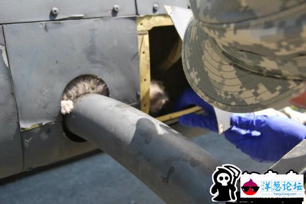 为救一只猫 美军“拆了”武装直升机(3)