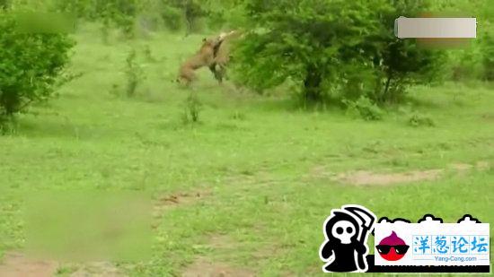 羚羊与犀牛展开生死搏斗：世所罕见的镜头