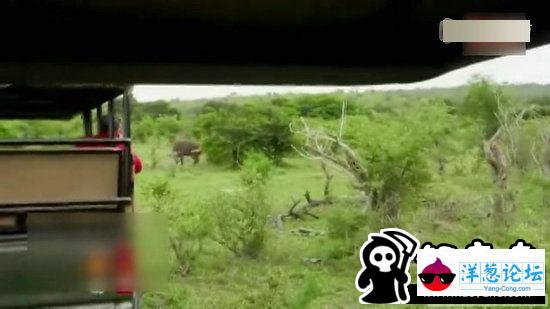 羚羊与犀牛展开生死搏斗：世所罕见的镜头