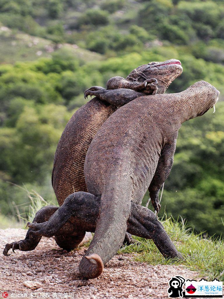 印尼科莫多巨蜥“王者之战” 画风却像跳双人舞