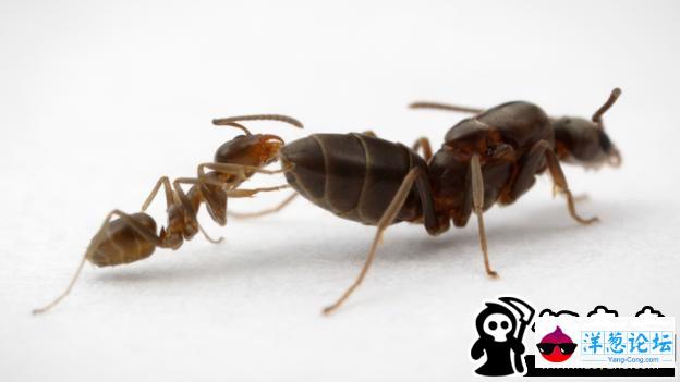阿根廷蚁工蚁(左)与蚁后(右)。
