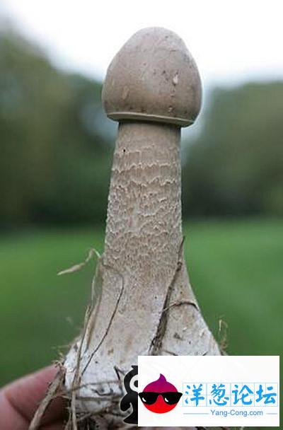 一柱擎天般的蘑菇，很形象，对吧美女？