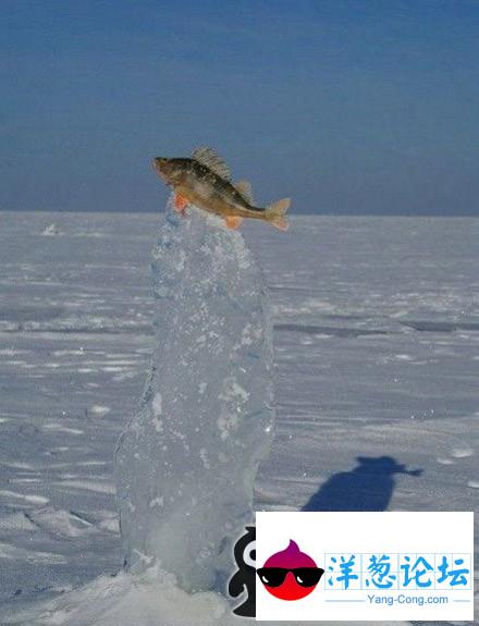 一条悲催的鱼，跳到半空中被冰住了！