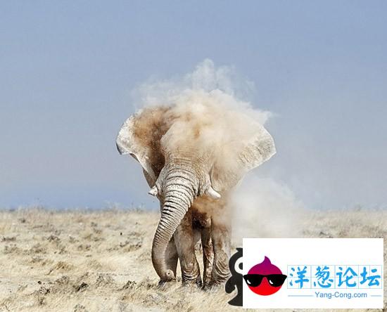 风尘朴朴走来的大象。