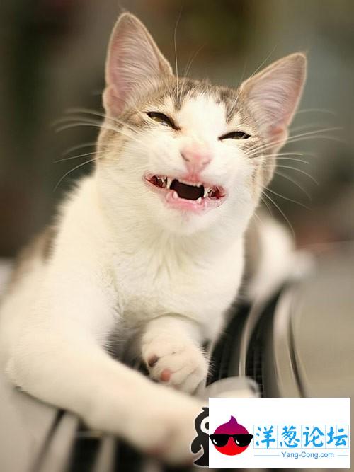 猫咪邪恶的笑容，果然是食肉动物。