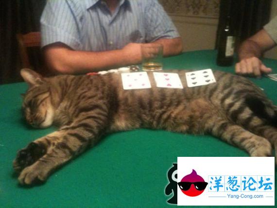 打牌的时候猫咪的用处