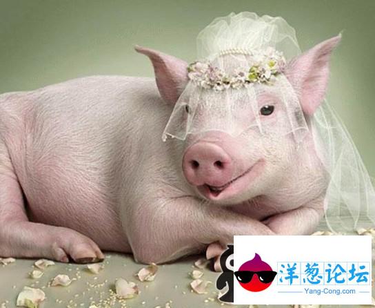 待嫁的新娘--猪