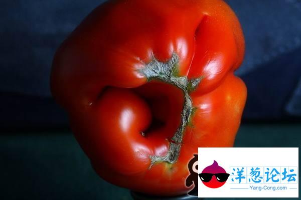 长的不可思议的水果--搞笑西红柿图片